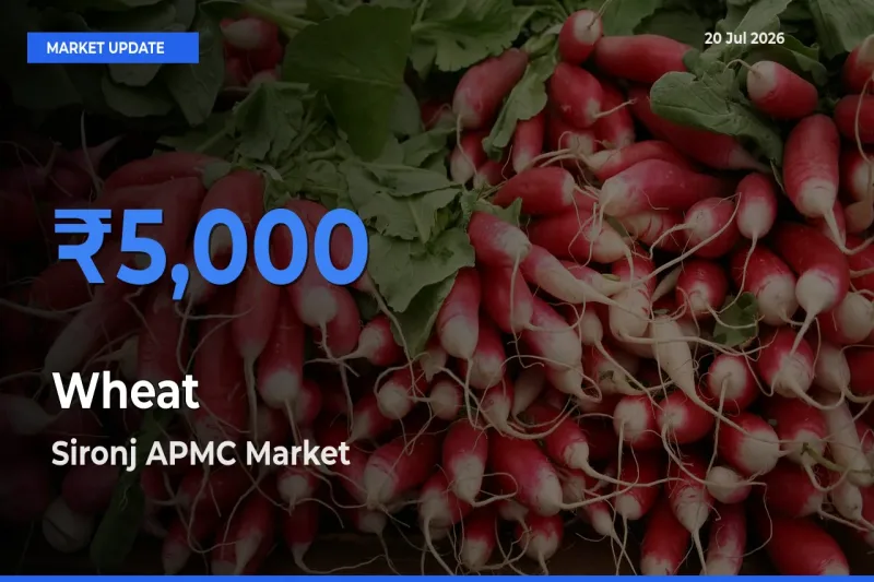 Sironj APMC Leads as Top Mandi for Wheat Prices