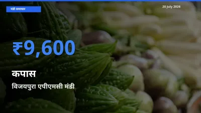 टॉप मंडी बना विजयपुरा एपीएमसी! कपास के सबसे ऊँचे दाम यहीं दर्ज