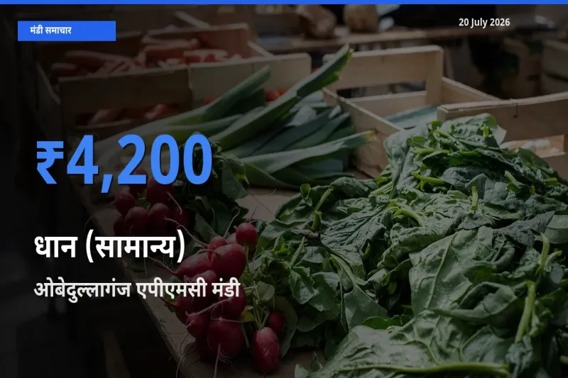 टॉप मंडी बना ओबेदुल्लागंज एपीएमसी! धान (सामान्य) के सबसे ऊँचे दाम यहीं दर्ज