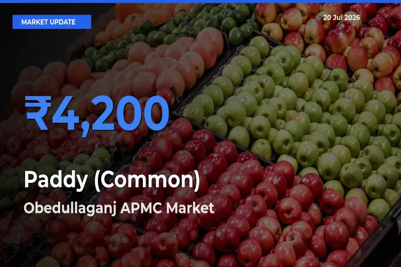 Obedullaganj APMC Tops Paddy (Common) Mandi Rates Today