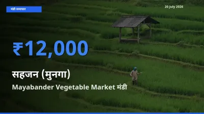 Mayabander Vegetable Market मंडी में आज सहजन (मुनगा) के सबसे ऊँचे दाम दर्ज
