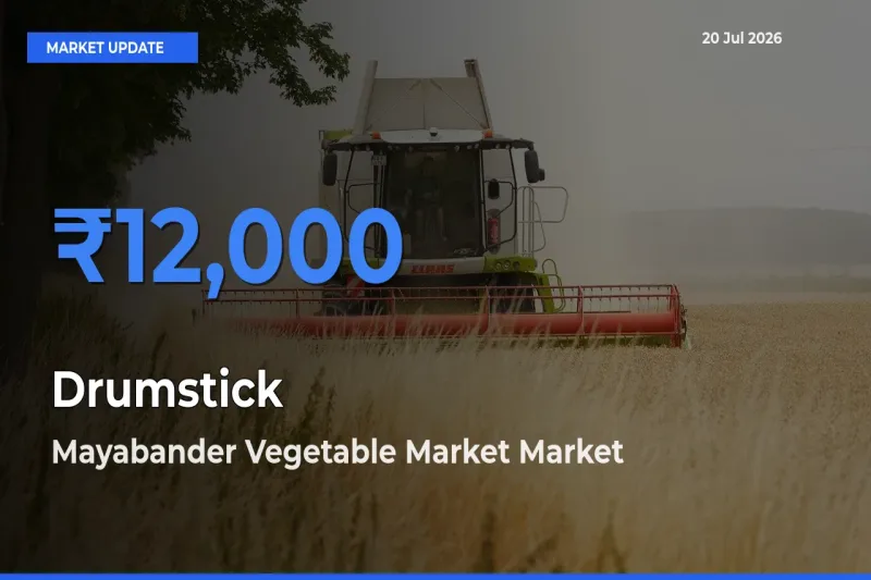 Market Watch: Mayabander Vegetable Market Becomes Top Mandi for Drumstick