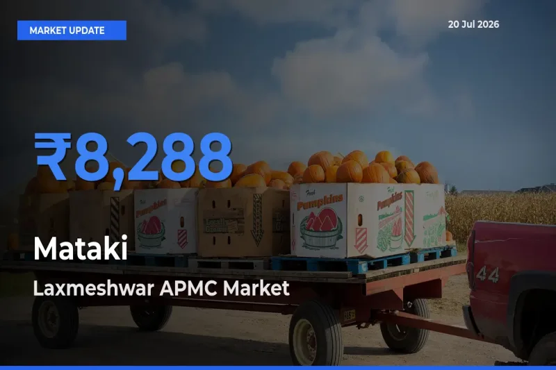 Laxmeshwar APMC Emerges as Top Mandi for Mataki Prices Today