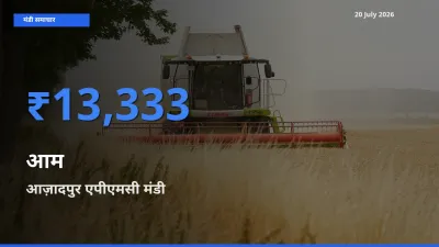 आज़ादपुर एपीएमसी मंडी में आज आम के सबसे ऊँचे दाम दर्ज