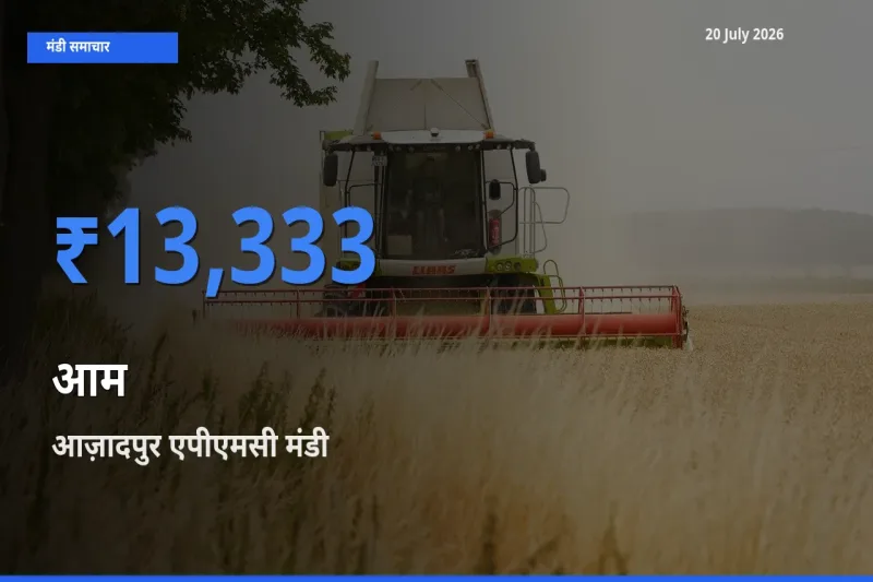 आज़ादपुर एपीएमसी मंडी में आज आम के सबसे ऊँचे दाम दर्ज