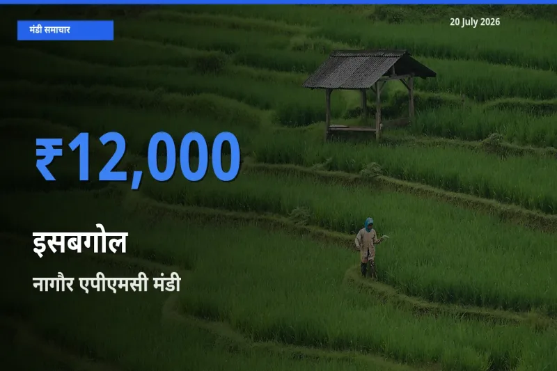 बाज़ार संकेत: नागौर एपीएमसी बना इसबगोल के लिए आज की टॉप मंडी