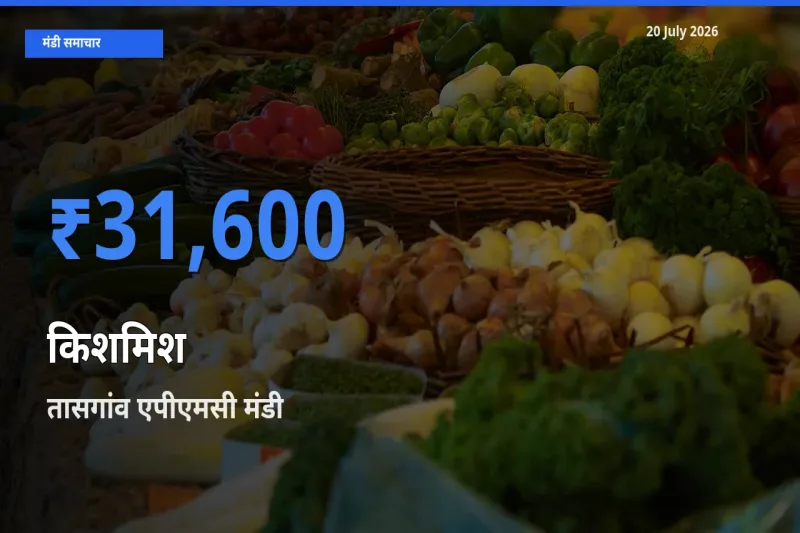 तासगांव एपीएमसी मंडी में आज किशमिश के सबसे ऊँचे दाम दर्ज