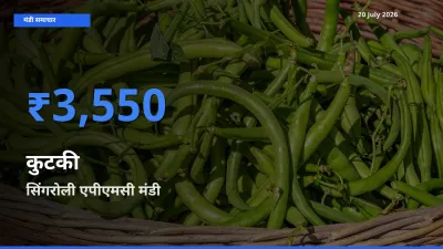 बाज़ार संकेत: सिंगरोली एपीएमसी बना कुटकी के लिए आज की टॉप मंडी