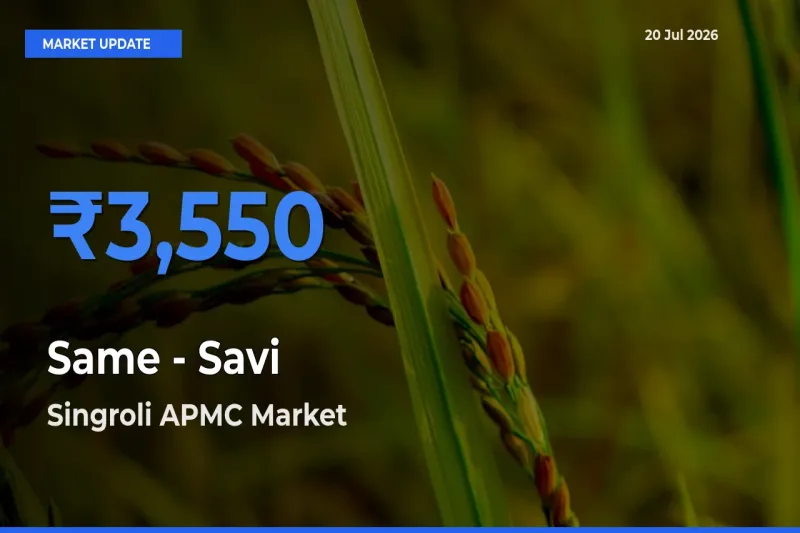 Top Performer! Singroli APMC Offers Best Same - Savi Price Today