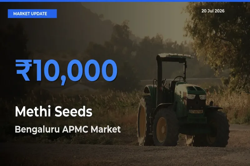 Bengaluru APMC Emerges as Top Mandi for Methi Seeds Prices Today