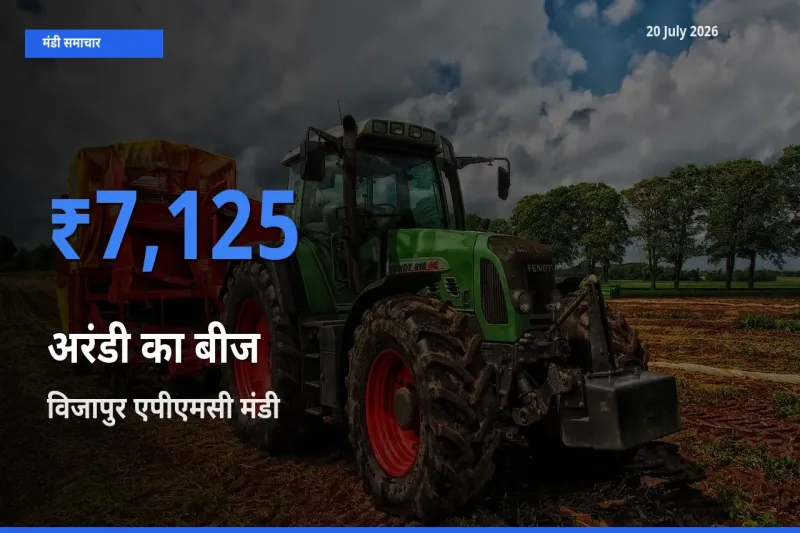 टॉप मंडी बना विजापुर एपीएमसी! अरंडी का बीज के सबसे ऊँचे दाम यहीं दर्ज