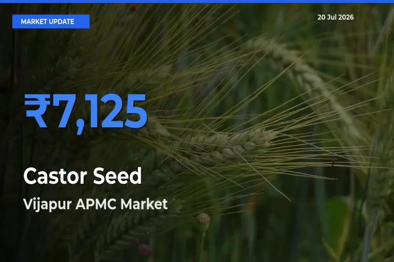 Castor Seed Mandi Rate Today: Vijapur APMC Tops the List