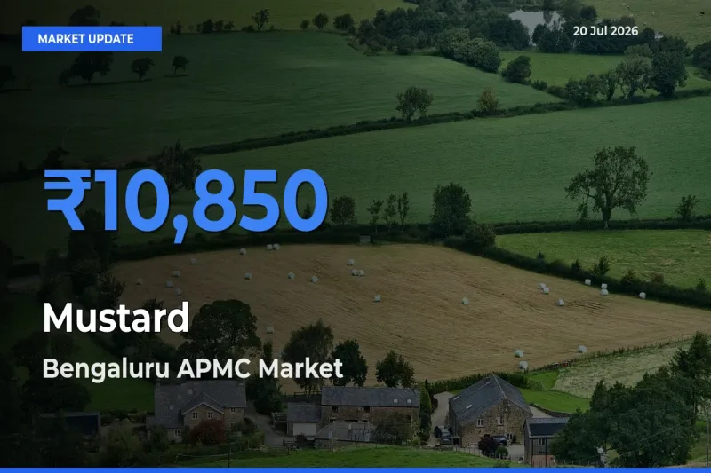 Mustard Mandi Rate Today: Bengaluru APMC Tops the List
