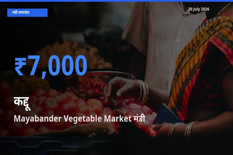 Mayabander Vegetable Market मंडी में आज कद्दू के सबसे ऊँचे दाम दर्ज