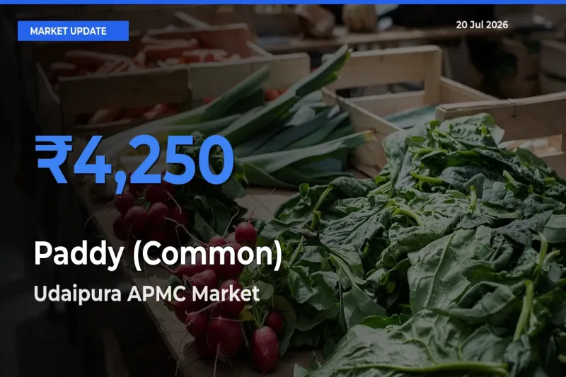 Udaipura APMC Records Highest ₹4,250 Rate for Paddy (Common)