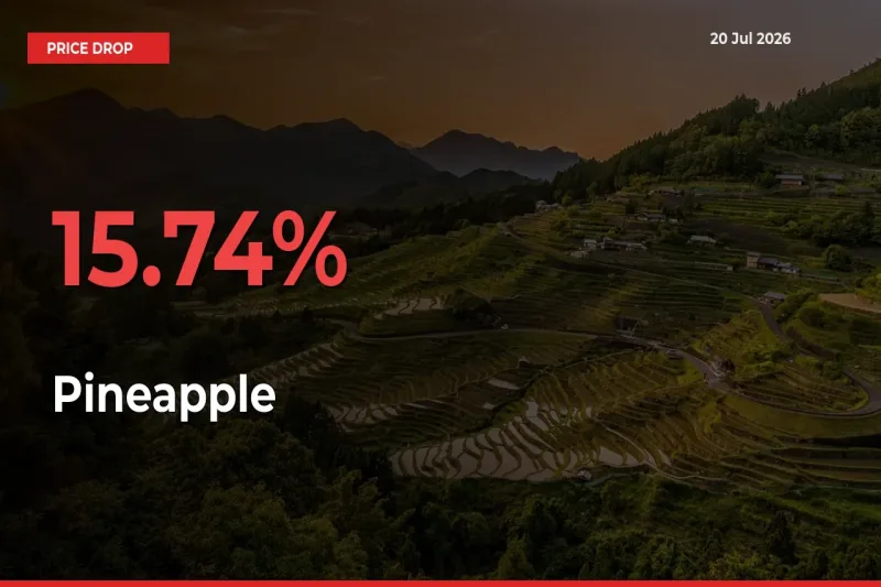 This Mandi Records 15.74% Fall in Pineapple Prices