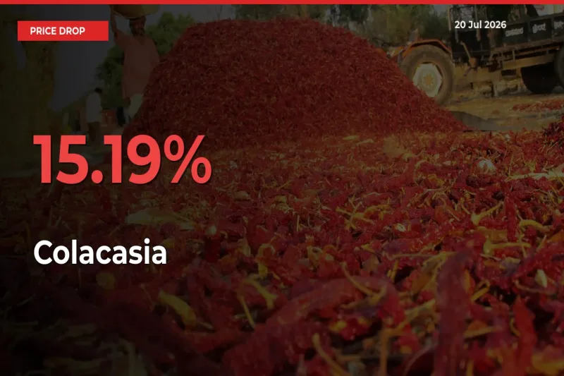 15.19% Drop in Colacasia Prices – Mandi Sees Sudden Fall