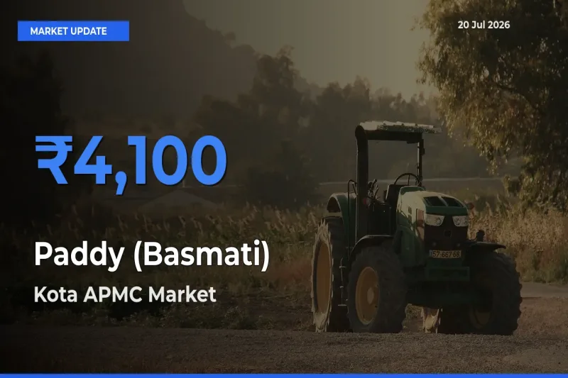 Kota APMC Emerges as Top Mandi for Paddy (Basmati) Prices Today