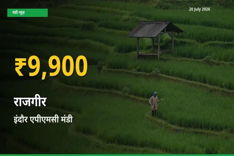 रिकॉर्ड तेज़ी! इंदौर एपीएमसी में राजगीर ₹9,900 पर पहुँचा