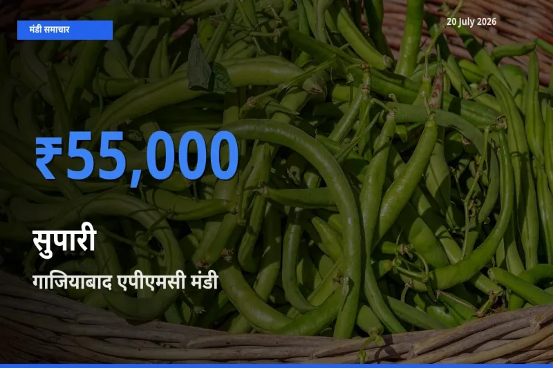 टॉप मंडी बना गाजियाबाद एपीएमसी! सुपारी के सबसे ऊँचे दाम यहीं दर्ज
