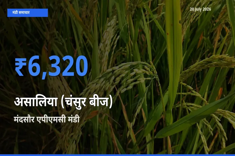 मंदसौर एपीएमसी मंडी में आज असालिया (चंसुर बीज) के सबसे ऊँचे दाम दर्ज