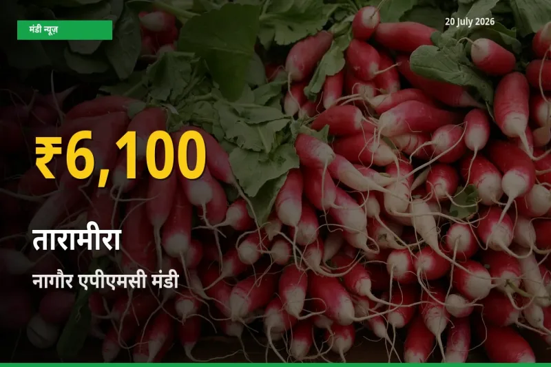 नागौर एपीएमसी में तारामीरा ₹6,100 पर पहुँचा – अब तक का उच्चतम भाव
