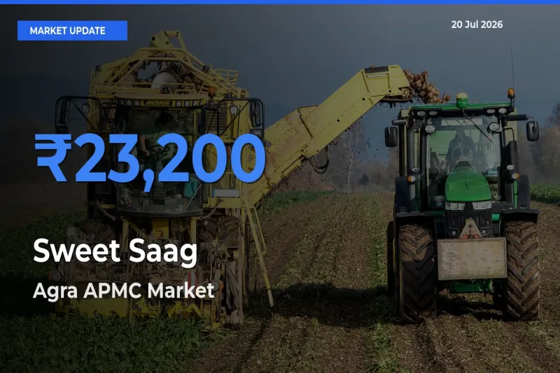 Agra APMC Records Highest ₹23,200 Rate for Sweet Saag