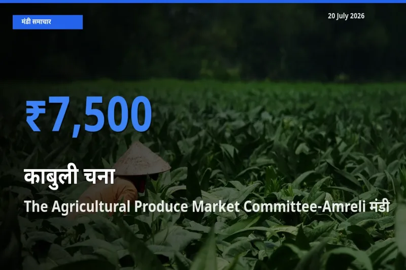 20 July अपडेट: काबुली चना के सबसे ऊँचे दाम The Agricultural Produce Market Committee-Amreli मंडी में