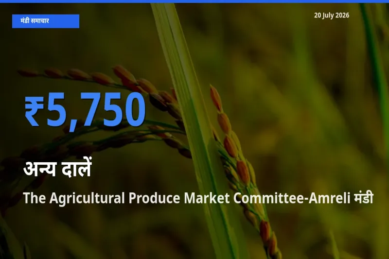 आज अन्य दालें के सबसे ज़्यादा दाम The Agricultural Produce Market Committee-Amreli मंडी में दर्ज