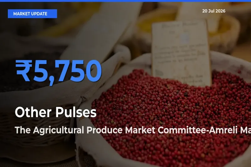 The Agricultural Produce Market Committee-Amreli Offers ₹5,750 – Highest Other Pulses Rate Today
