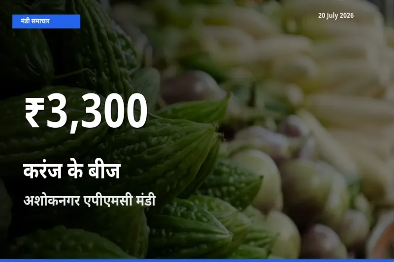 आज का मंडी भाव: अशोकनगर एपीएमसी में करंज के बीज 30 दिन के सबसे कम स्तर पर