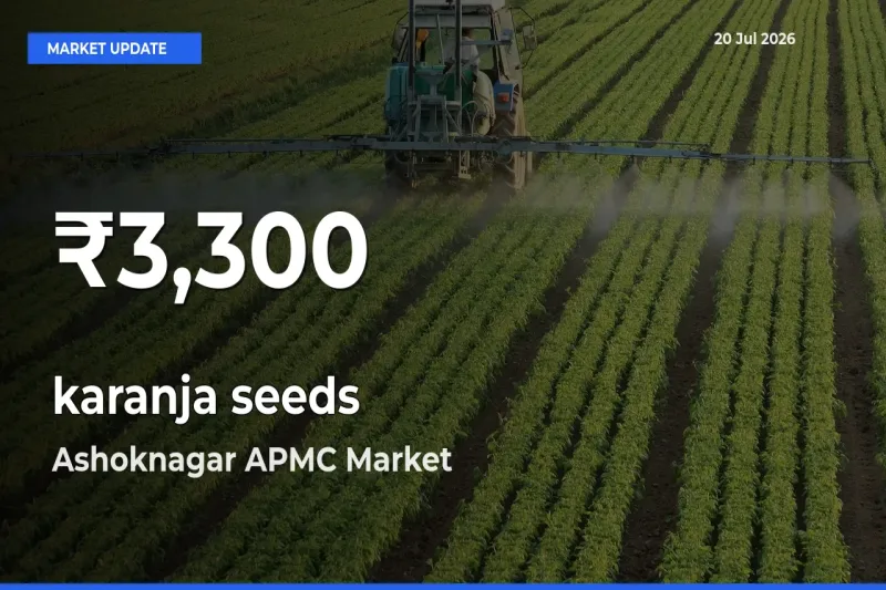 karanja seeds Prices Touch 30-Day Low in Ashoknagar APMC – July 20 Update