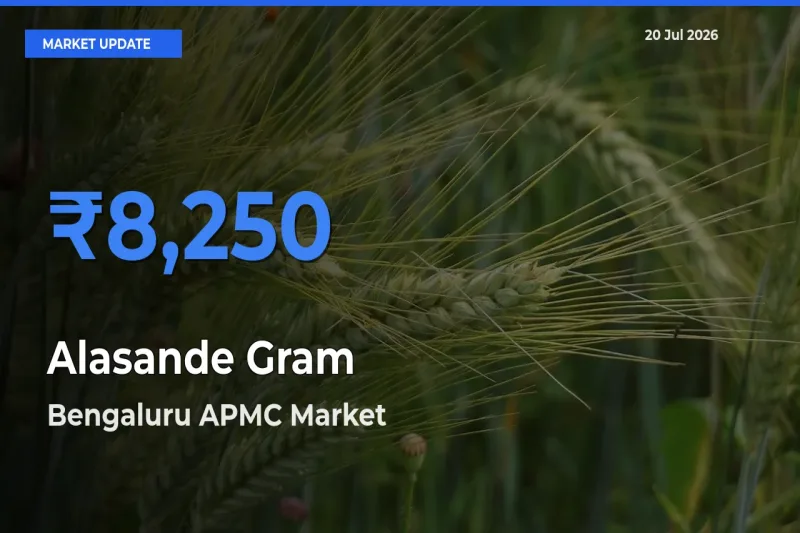 Bengaluru APMC Tops Alasande Gram Mandi Rates Today