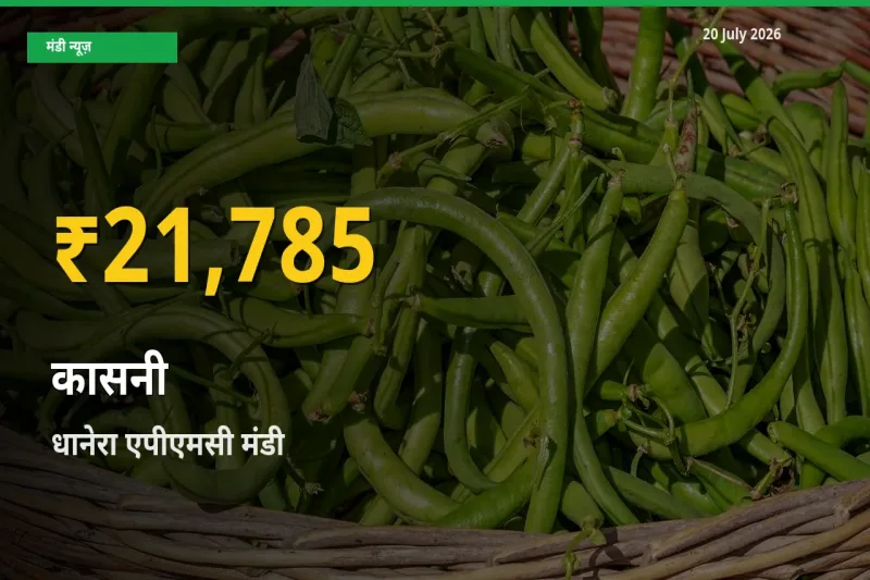 आज का मंडी भाव: धानेरा एपीएमसी में कासनी सबसे ऊँचे स्तर पर