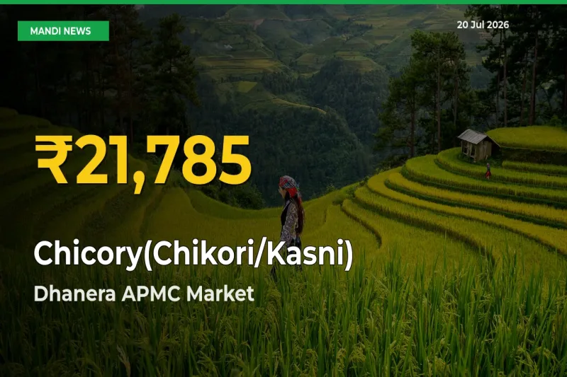 Chicory(Chikori/Kasni) Price Rally Continues – Dhanera APMC Hits Fresh High Today