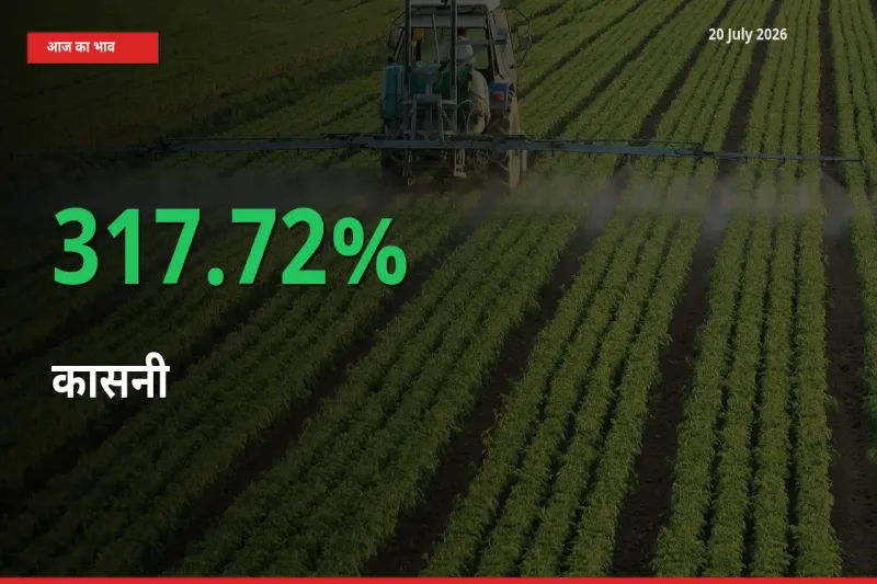 स्थानीय मंडी में कासनी के दाम अचानक 317.72% उछले, किसान सतर्क