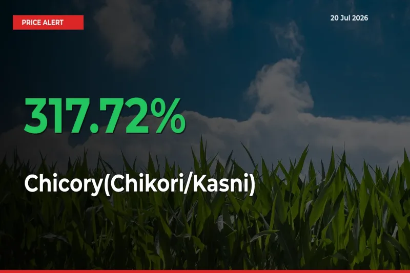 Why Chicory(Chikori/Kasni) Prices Rose 317.72% in a Day at Mandis