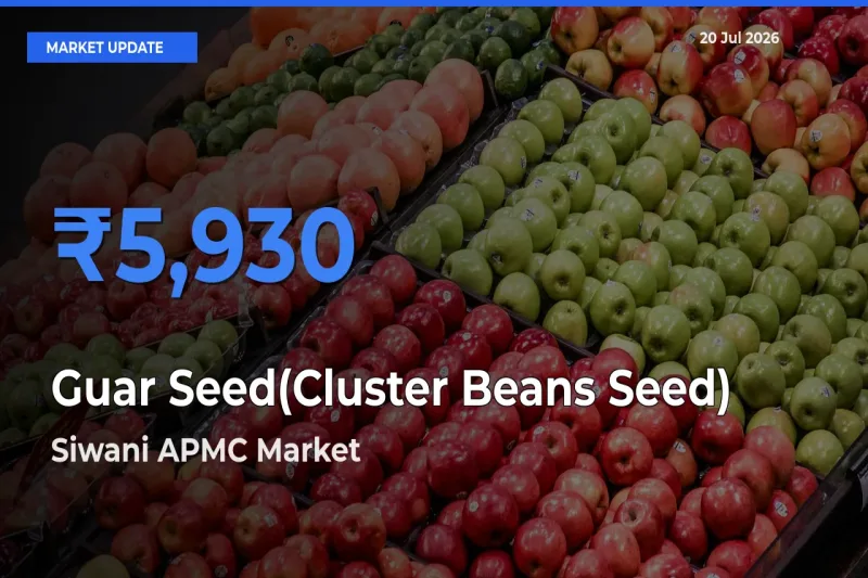 Market Watch: Siwani APMC Becomes Top Mandi for Guar Seed(Cluster Beans Seed)