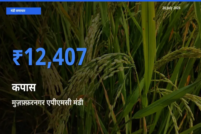 मुज़फ़्फ़रनगर एपीएमसी में कपास का आज सबसे ऊँचा भाव