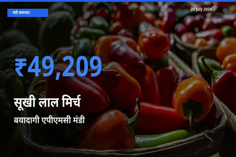 20 July अपडेट: सूखी लाल मिर्च के सबसे ऊँचे दाम बयादागी एपीएमसी मंडी में