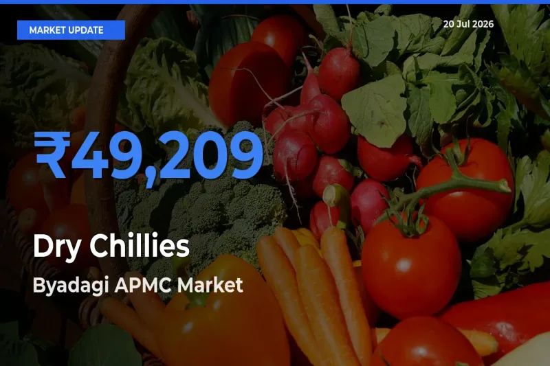 Byadagi APMC Leads as Top Mandi for Dry Chillies Prices