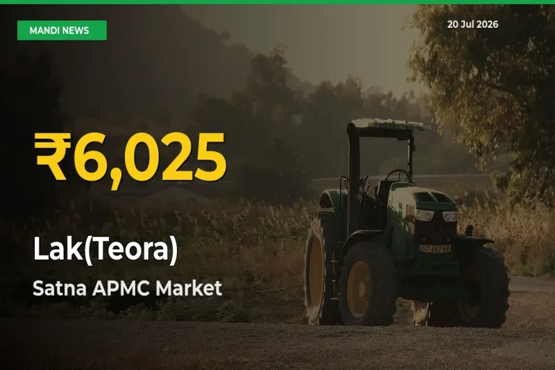 Big Jump in Lak(Teora) Prices! Satna APMC Records New Peak Today