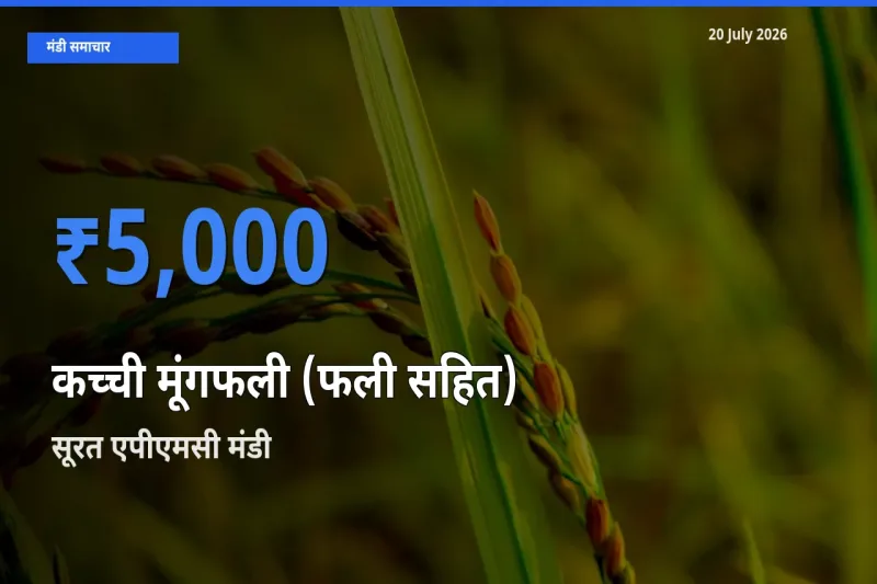 आज का मंडी भाव: कच्ची मूंगफली (फली सहित) के सबसे ज़्यादा दाम सूरत एपीएमसी में