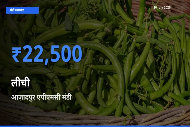 आज़ादपुर एपीएमसी मंडी में लीची ₹22,500 पर पहुँचा – आज का सर्वोच्च भाव