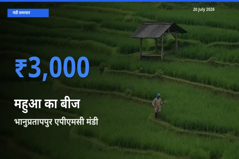 किसानों की पसंद बना भानुप्रतापपुर एपीएमसी, महुआ का बीज के सबसे अच्छे दाम