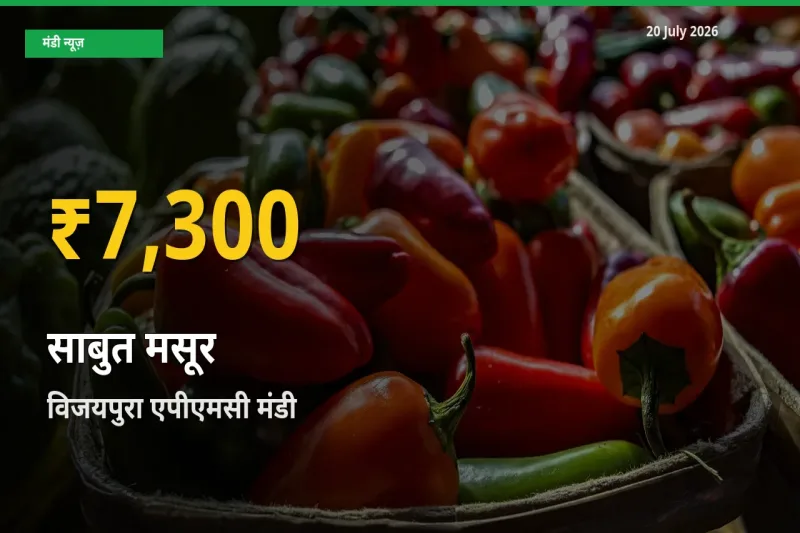 आज विजयपुरा एपीएमसी में साबुत मसूर के दाम रिकॉर्ड स्तर पर, ताज़ा मंडी भाव जानें