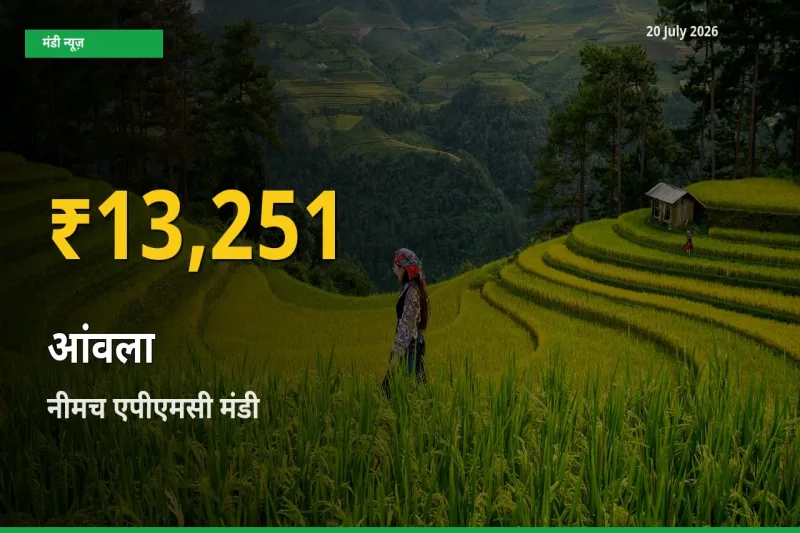 किसानों के लिए खुशखबरी! नीमच एपीएमसी में आंवला के दाम रिकॉर्ड स्तर पर