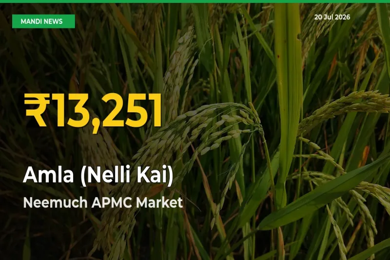 Neemuch APMC Leads as Amla (Nelli Kai) Hits Highest Rate – July 20 Update