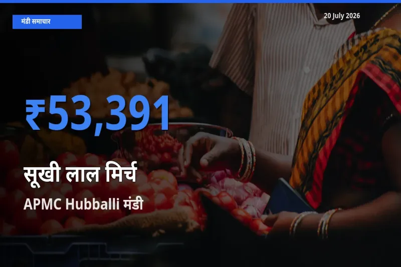 टॉप मंडी बना APMC Hubballi! सूखी लाल मिर्च के सबसे ऊँचे दाम यहीं दर्ज