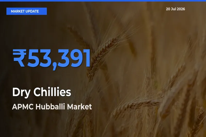 APMC Hubballi Records Highest ₹53,391 Rate for Dry Chillies